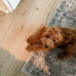 a dog on a rug